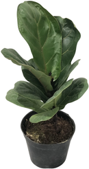 Фикус лирата Бамбино d9