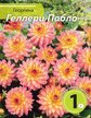 Клубень Георгина Геллери Пабло II 1шт