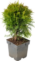 Туя западная Danica C2 h15-20см