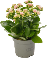 Каланхое Каландива d9 h17