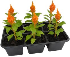 Рассада Целозия метельчатая, кассета 6шт