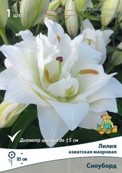 Луковица Лилия Восточная махровая Сноуборд 1шт