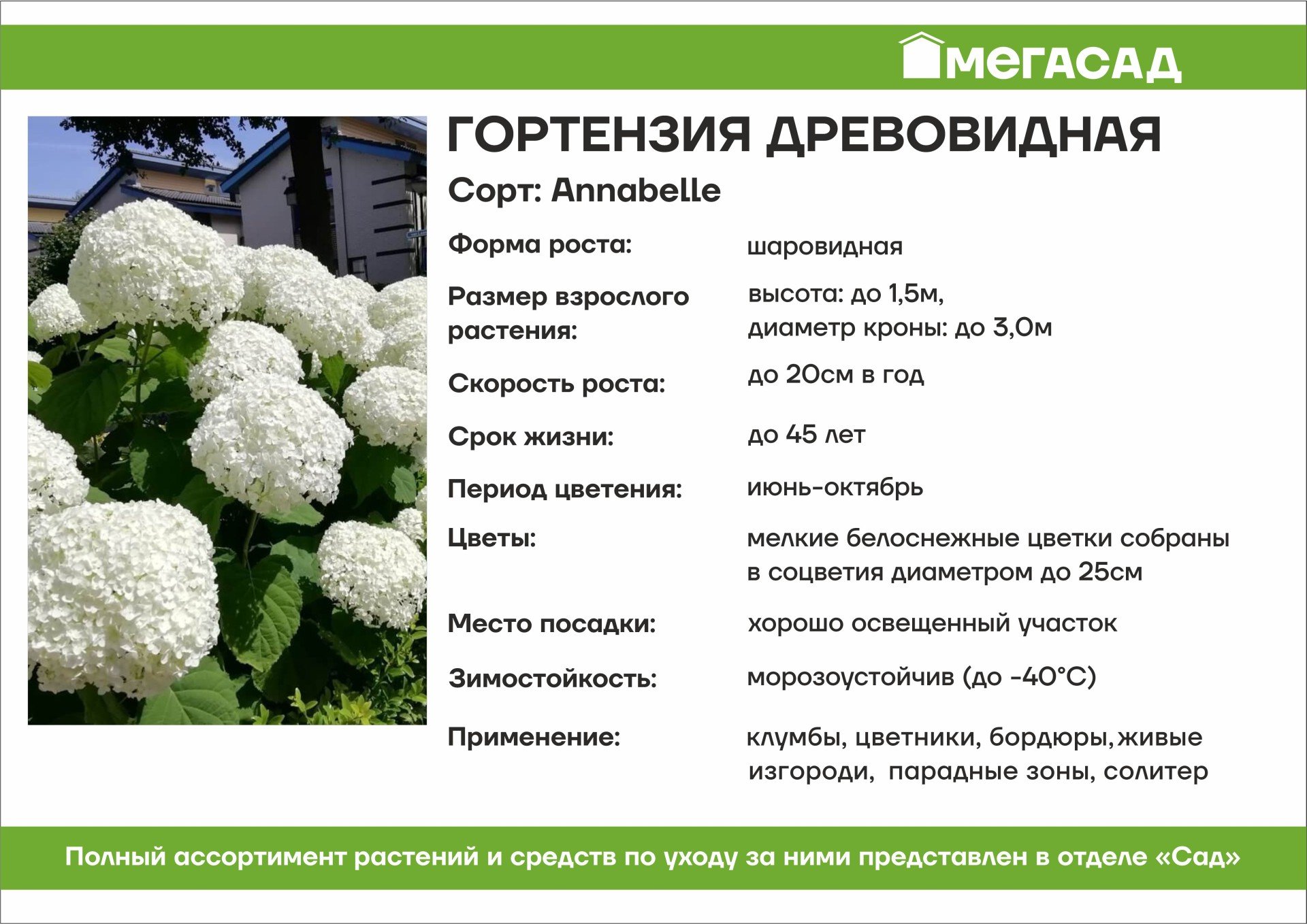 Древовидные гортензии сорта и описание с фото
