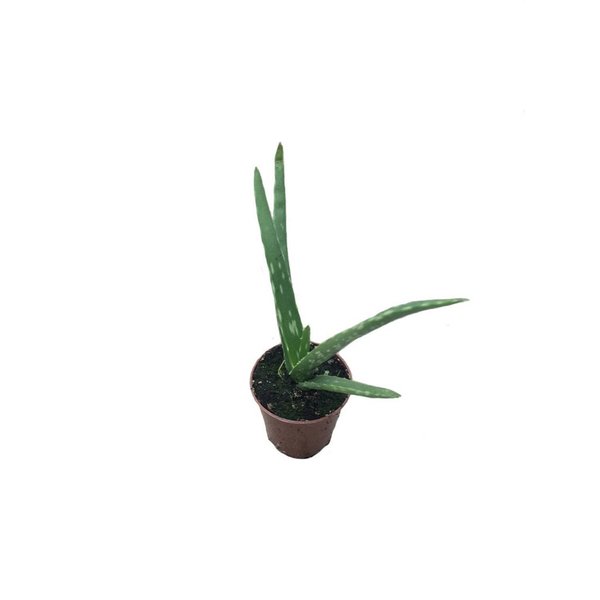 Растение Алоэ vera d7-9