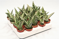 Алоэ Вариегата d5,5 h8