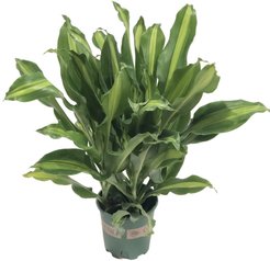 Драцена Фрагранс Дорадо d12