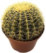 Кактус Mixed Cites d8,5 h20