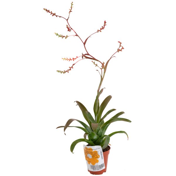 Растение Катопсис Моррениана красный d5