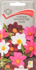 Семена Георгина низкорослая Хоровод 10шт