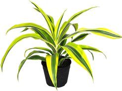 Драцена Lemon Lime d12 h20-25