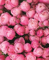 Картина Воздушные бутоны 40х50