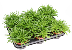 Пепероми Хеппи Бин d10,5 h15