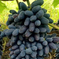 Саженец Виноград столовый Академик Авидзба 0,8л