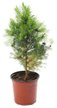 Ель канадская Glauca Conica d14