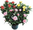 Роза Kordana Mix d10 h25-30