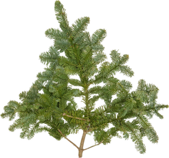 Ветка пихты Нобилис 