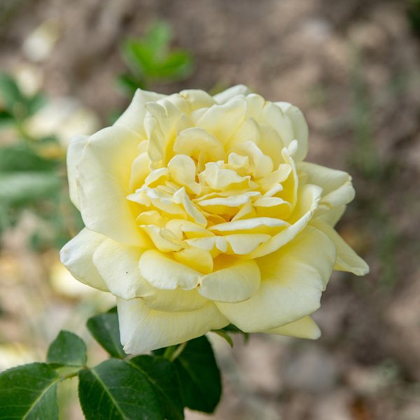 Роза шраб Английская Голден Селебрейшн (в тубе)