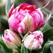 Луковица Тюльпан Флэш Поинт (3шт)