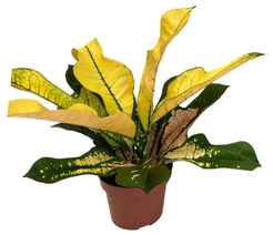 Кодиеум Варигатум Вилма d12 h35