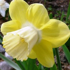 Луковица Нарцисс Дэйдрим (5шт)