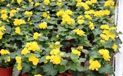 Бегония Элатиор d12 микс