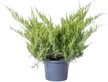 Можжевельник средний Mint Julep С2-3л h20см