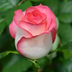 Роза чайно-гибридная Jumilia С3