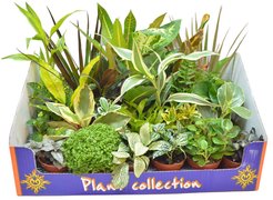 Растения Микс d9 h30