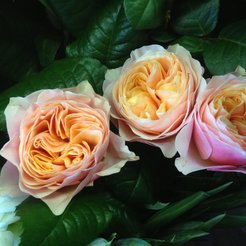 Роза чайно-гибридная Vuvuzela С3