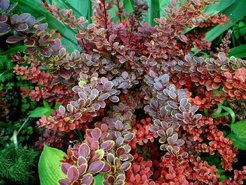 Барбарис Тунберга Golden Ring C2 h20-25см