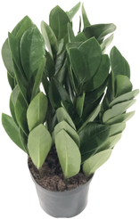 Замиокулькас Пирамида d9