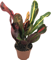 Кодиеум Мамми d7