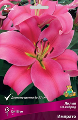 Луковица Лилия ОТ-гибрид Импрато 2шт