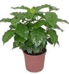 Кофе Арабика d12