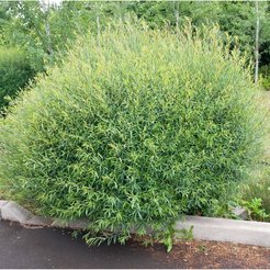 Ива пурпурная C2L