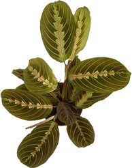 Маранта Трехцветная Фасцинатор d12 h25