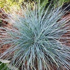 Овсяница сизая Элайя блю d11