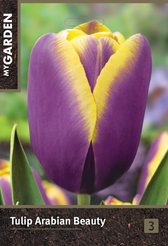 Тюльпан триумф Арабиан Бьюти 3шт