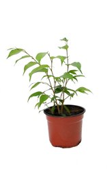 Фикус benjamina d12