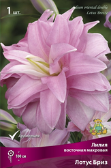 Луковица Лилия восточная махровая Лотус Бриз 1шт