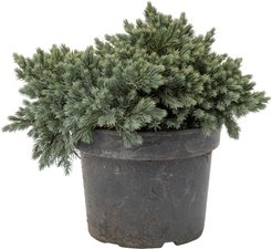 Можжевельник чешуйчатый Blue Star C2 h15-20см