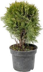 Туя западная Danica C2 h15-20см