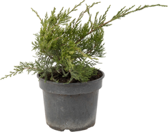 Можжевельник средний Mint Julep С2 h15-20см Польша 