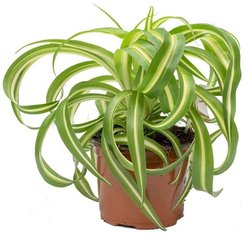 Хлорофитум кудрявый d12