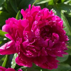 Пион Карл Розенфельд С5