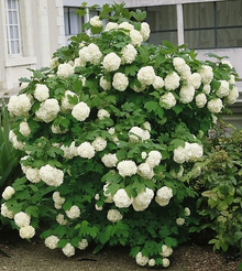 Калина обыкновенная Roseum (Boule de Neige) С2 h20-25см