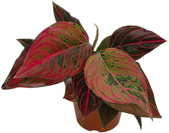 Аглаонема Ред Вейн d10