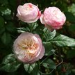Роза английская Constance С5