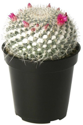 Кактус Маммилярия d5