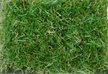 Трава ландшафтная Grass Mix 30 4м